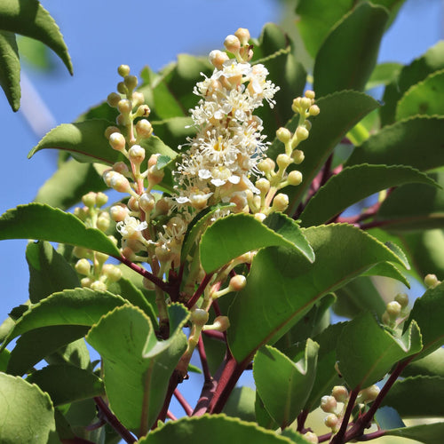 Patio Portuguese Laurel Tree | Prunus lusitanica 'Angustifolia' Shrubs