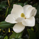 E Evergreen Magnolia Tree | Magnolia grandiflora 'François Treyve' Ornamental Trees