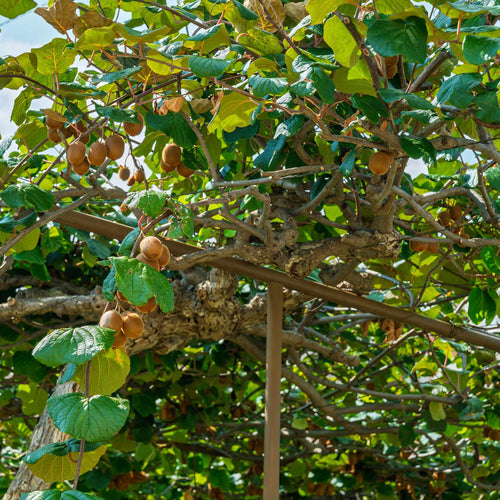 'Solissimo' Kiwi Plant Soft Fruit