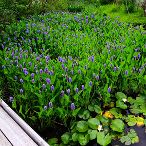 Pickerel Weed | Pontederia cordata Pond Plants