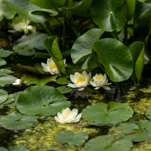 Large White Water Lily | Nymphaea 'Virginalis' Pond Plants
