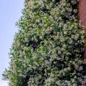 Evergreen Star Jasmine | Trachelospermum jasminoides Climbing Plants