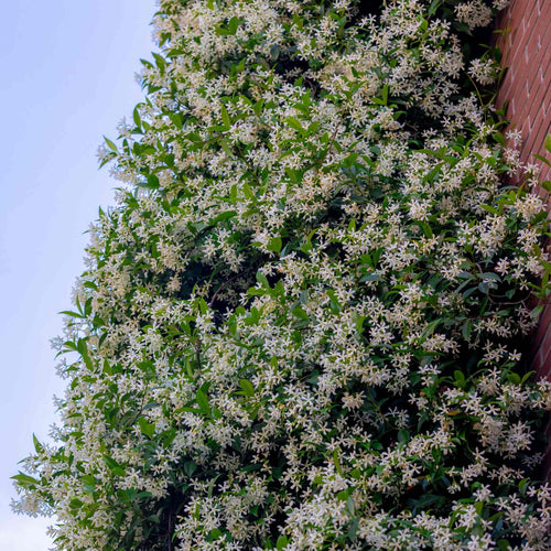 Evergreen Star Jasmine | Trachelospermum jasminoides Climbing Plants