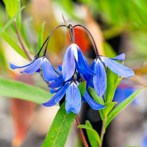 Bluebell Creeper | Sollya heterophylla 'Ultra Blue' Climbing Plants