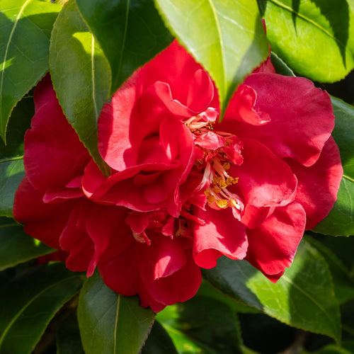 Camellia japonica 'Blood of China' Shrubs