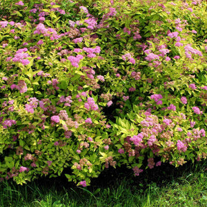Spiraea 'Sparkling Champagne' Shrubs
