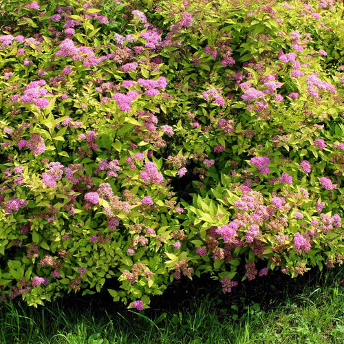 Spiraea 'Sparkling Champagne' Shrubs