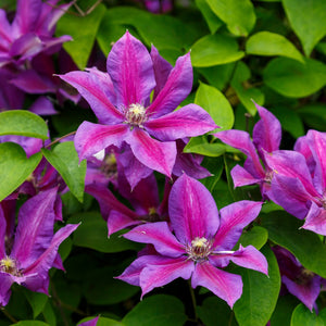 Clematis 'Mrs Norman Thompson' Climbing Plants