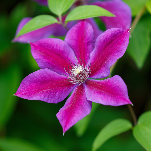 Clematis 'Mrs Norman Thompson' Climbing Plants