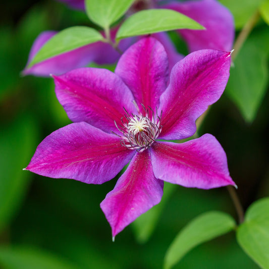 Clematis 'Mrs Norman Thompson' Climbing Plants