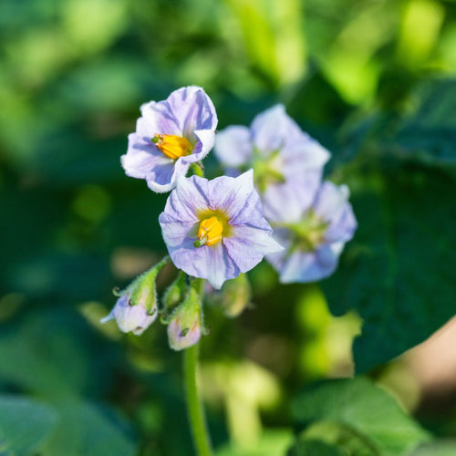 'Maris Peer' Second Early Patio Seed Potatoes Vegetables