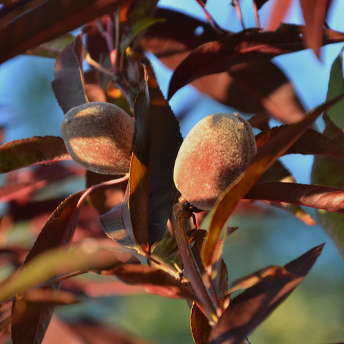Patio Peach Tree | Prunus persica 'Crimson Bonfire' Trained Fruit Trees