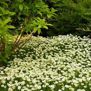 Saxifraga 'White Carpet' Perennial Bedding