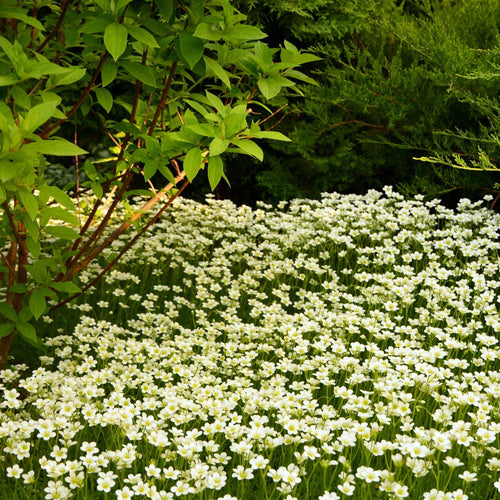 Saxifraga 'White Carpet' Perennial Bedding