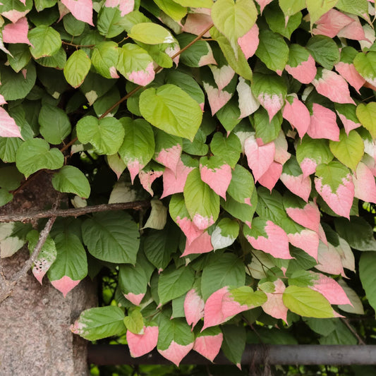 Ornamental Kiwi | Actinidia kolomikta Climbing Plants