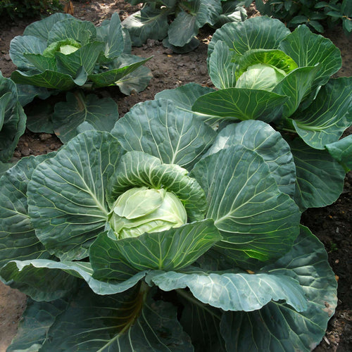 'Mastergreen' Spring Cabbage Plants Vegetables