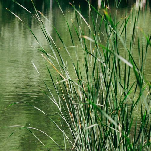 Common Bulrush | Typha latifolia Pond Plants