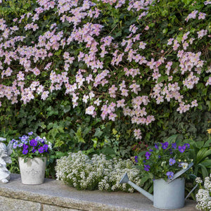 Clematis montana 'Rubens' Climbing Plants