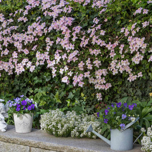 Clematis montana 'Rubens' Climbing Plants