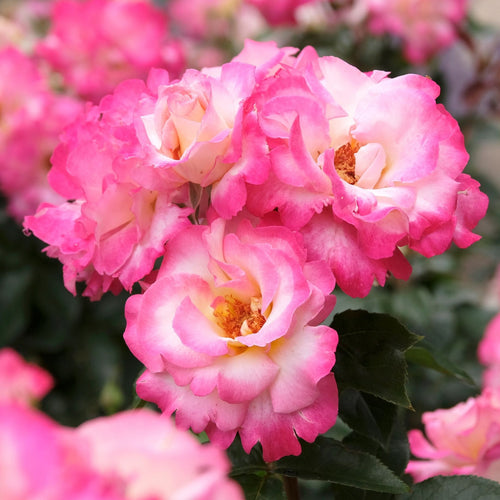 'You're My Everything' Bush Rose Shrubs