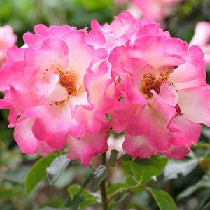 'You're My Everything' Bush Rose Shrubs