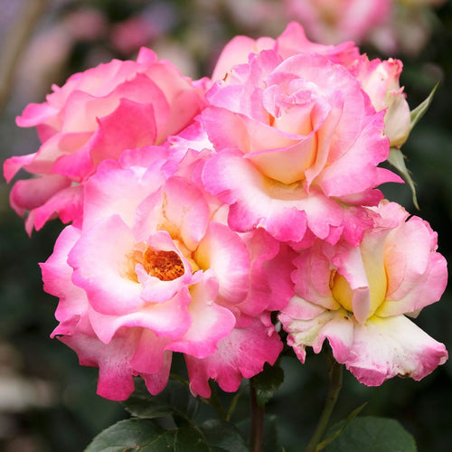 'You're My Everything' Bush Rose Shrubs