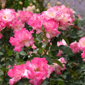 'You're My Everything' Bush Rose Shrubs