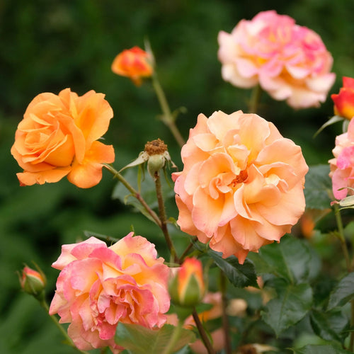 'Precious Amber' Bush Rose Shrubs