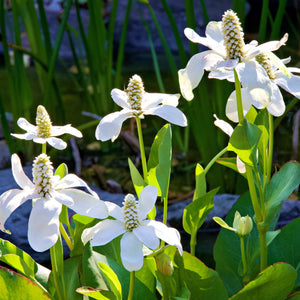 Apache Beads | Anemopsis californica Pond Plants