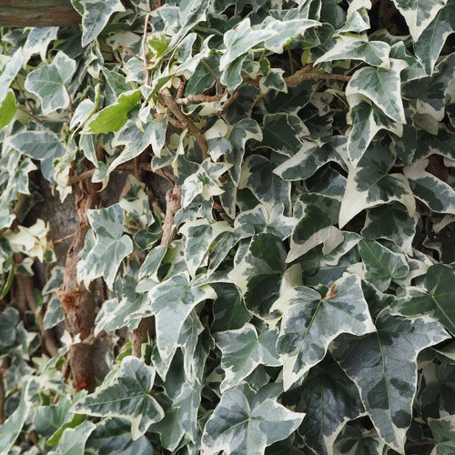 'Glacier' Ivy | Hedera helix Climbing Plants