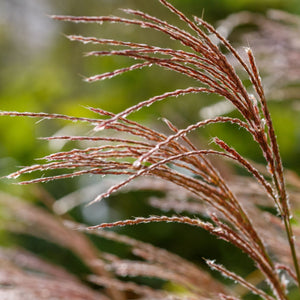 Miscanthus sinensis 'Morning Light' Perennial Bedding