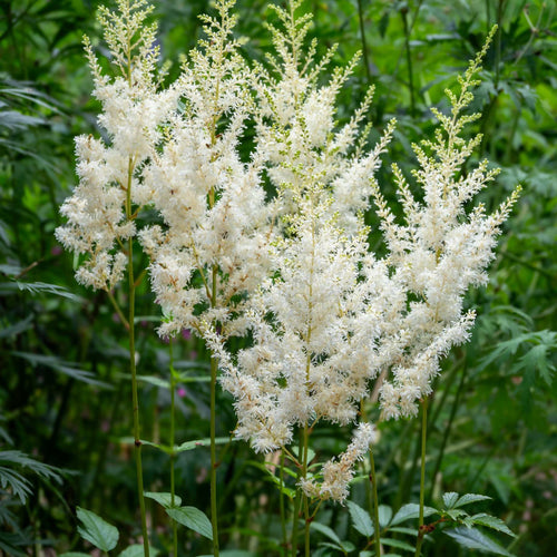 Astilbe White Pond Plants