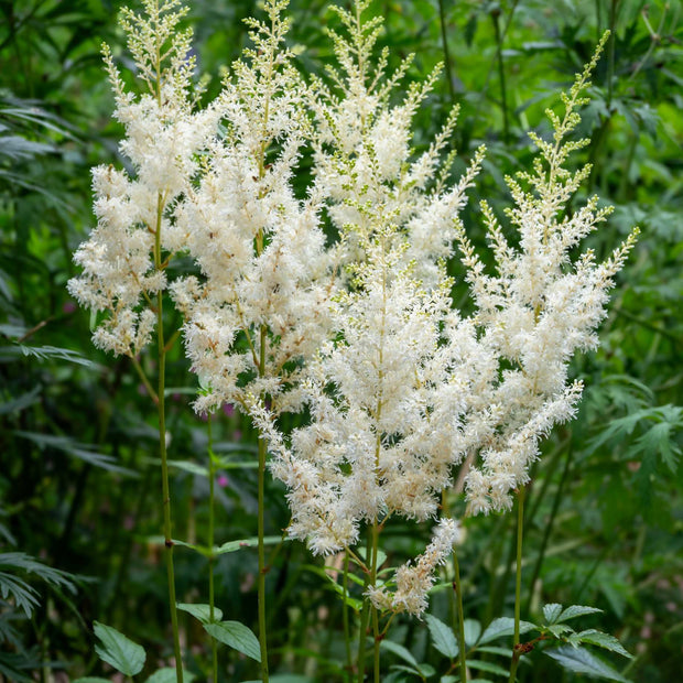 Astilbe White Pond Plants