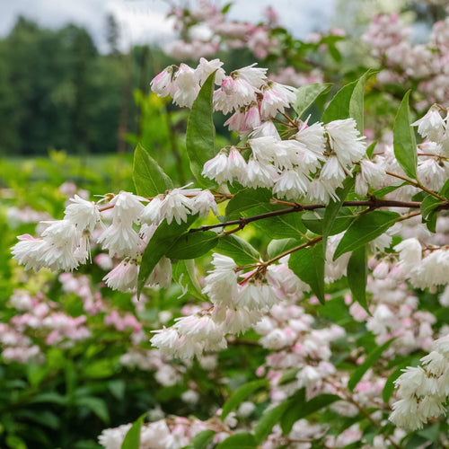 Deutzia 'Plena' Shrubs