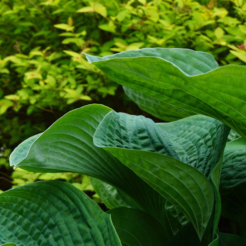 Hosta Elegans Perennial Bedding
