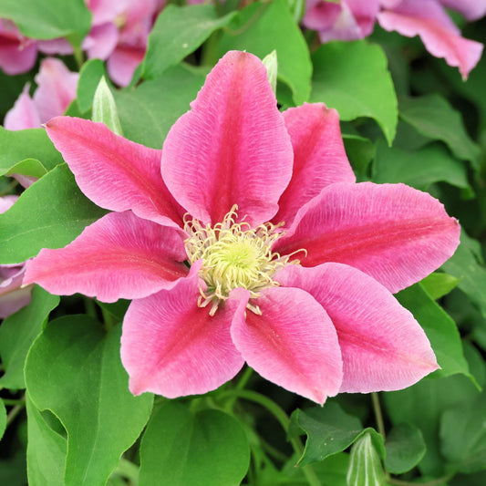Raymond Evison Clematis 'Vicki' Climbing Plants