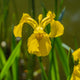 Yellow Flag Iris | Iris pseudacorus Pond Plants
