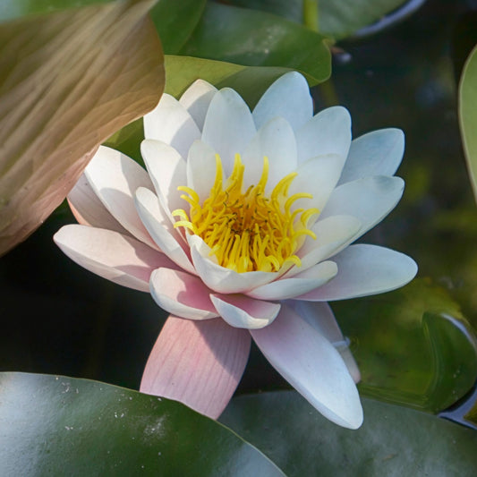 Large White Water Lily | Nymphaea 'Virginalis' Pond Plants