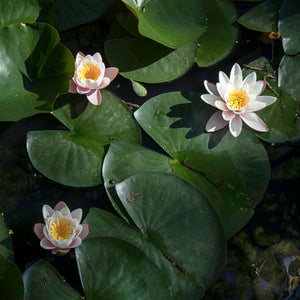 Large White Water Lily | Nymphaea 'Virginalis' Pond Plants