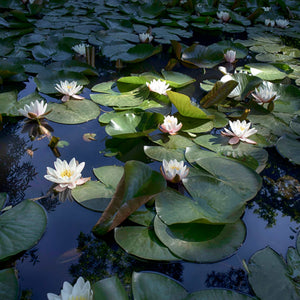 Large White Water Lily | Nymphaea 'Virginalis' Pond Plants