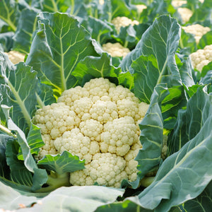 'Tirza' Cauliflower Plants Vegetables