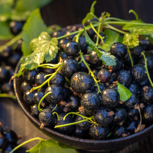 'Titania' Blackcurrant Bush Soft Fruit