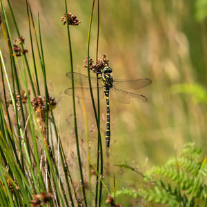 Soft Rush | Juncus effusus Pond Plants