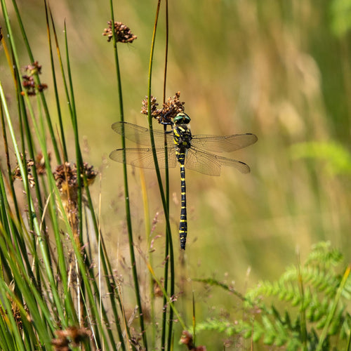 Soft Rush | Juncus effusus Pond Plants