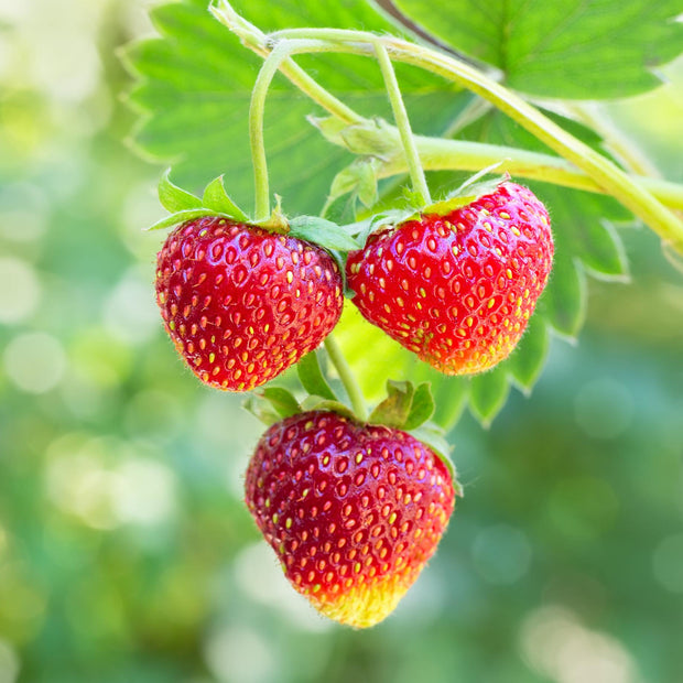 'Albion' Strawberry (Everbearer) Plants Soft Fruit