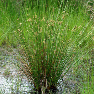 Soft Rush | Juncus effusus Pond Plants