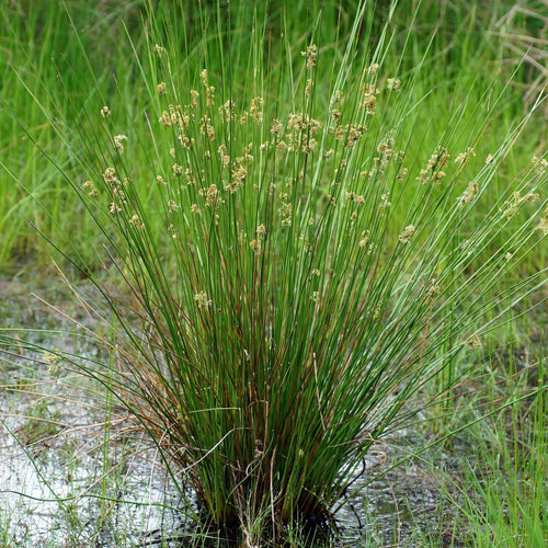 Soft Rush | Juncus effusus Pond Plants