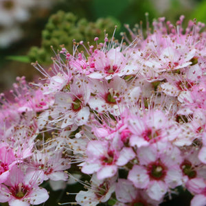 Spiraea japonica 'Little Princess' Shrubs