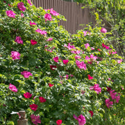 Eglantine Rose Hedging | Rosa rubiginosa Shrubs