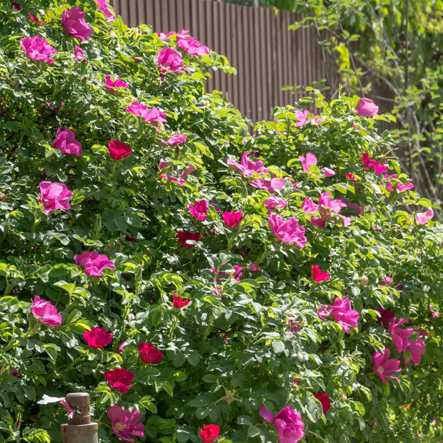 Eglantine Rose Hedging | Rosa rubiginosa Shrubs